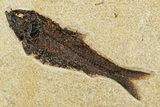 Plate with Two Huge Fossil Fish (Knightia) - Wyoming #370872-2